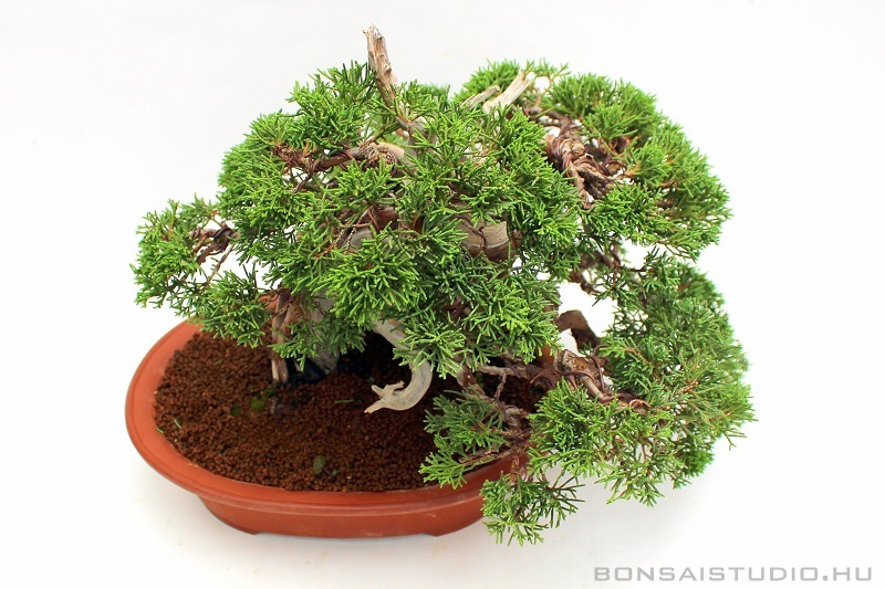 juniperus chinensis itoigawa bonsai alakitas utan